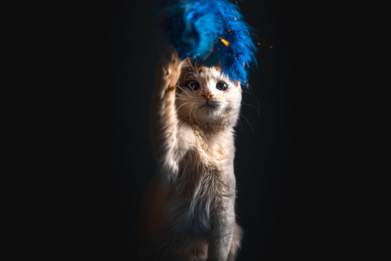 Jouets et divertissement pour chats