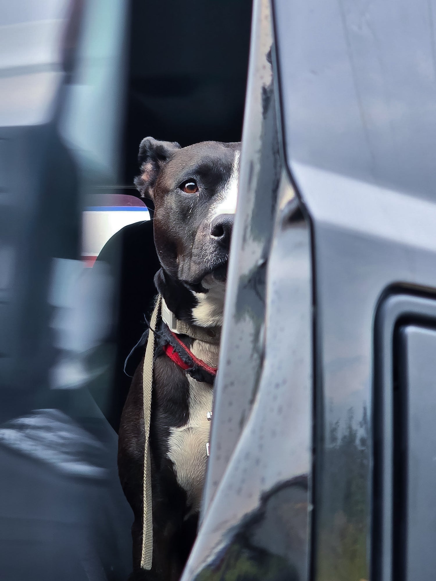 Articles pour chiens