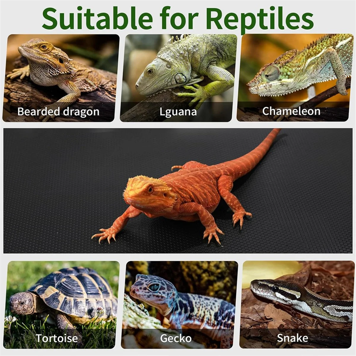 Tapis de substrat pour reptiles – revêtement lavable et antidérapant pour terrarium