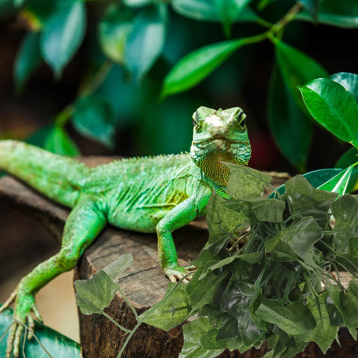 Vignes artificielles pour reptiles – Décor jungle réaliste & zone d’escalade naturelle
