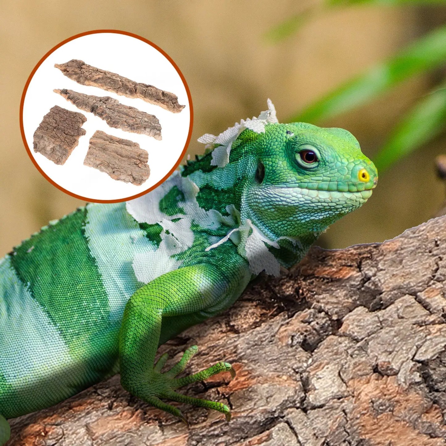 Plateforme d’escalade pour reptiles – Décor écorce d’arbre pour lézards, serpents et petits reptiles, naturel et durable