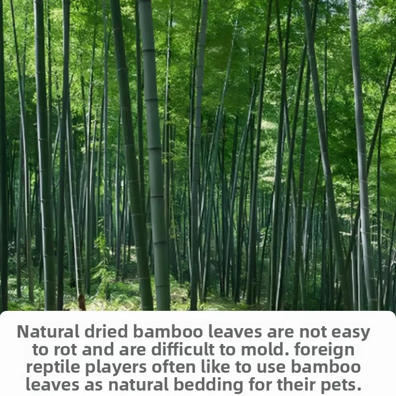 Feuilles de bambou naturelles pour literie de reptiles et tortues – 50 g