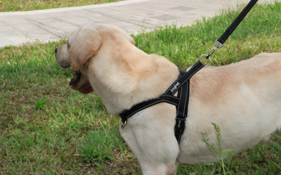 Harnais confort + sécurité pour chien – Ajustable et robuste