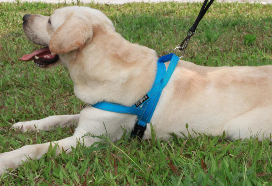 Harnais confort + sécurité pour chien – Ajustable et robuste