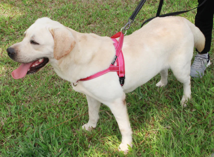 Harnais confort + sécurité pour chien – Ajustable et robuste